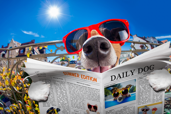 en hund som håller i en tidning